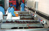 Linea Melanzane