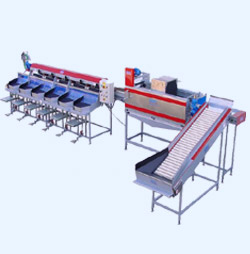 Linea di lavorazione pesche albicocche